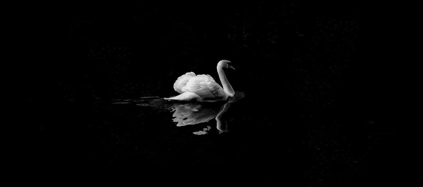 International Ballet Stars - Swan Lake
